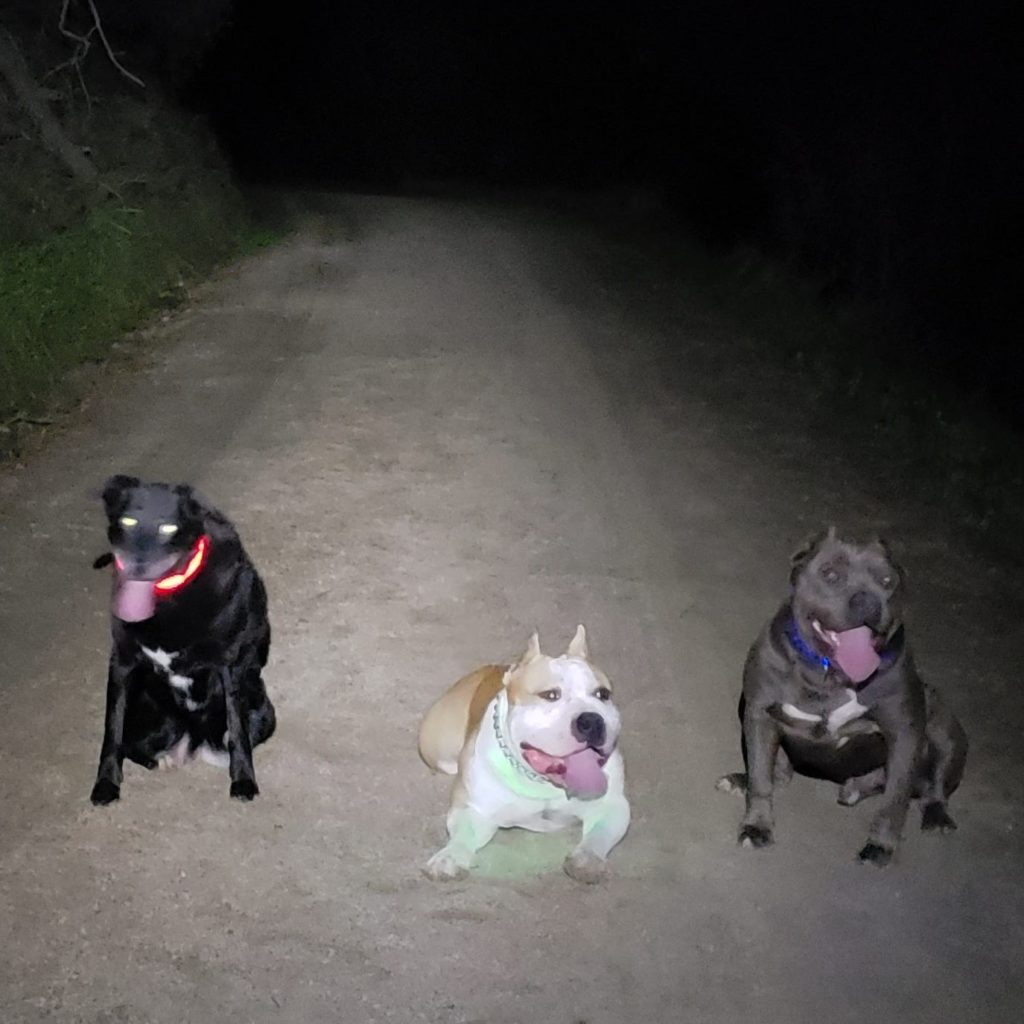 Night hike with the dogs on Wellbarn to SJRT trail.