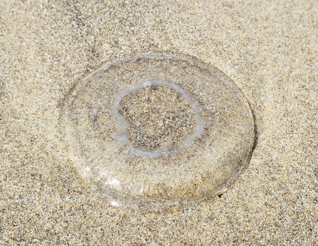 Jellyfish on the beach at Cape Mears beach.  Never seen before.