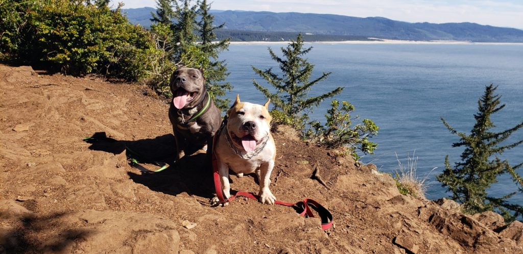 Dogs at overlook on Cape Lookout trail