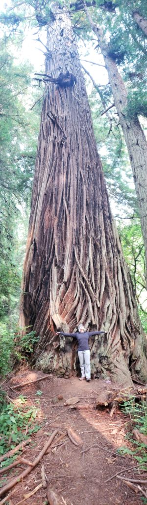 Huge sequoia  at Redwood National and State Park in Humboldt County Ca