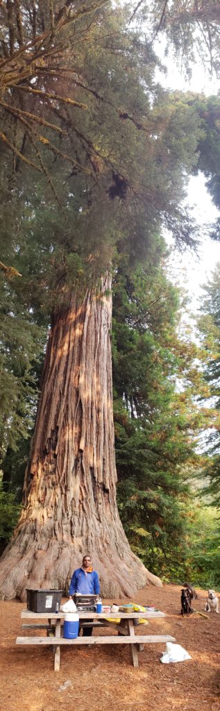Lunch under huge sequoia  at Redwood National and State Park in Humboldt County Ca