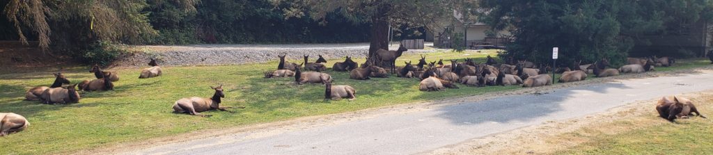 Elk hanging out in Orick California