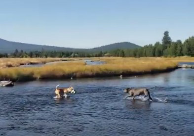 Dogs loving running around and playing in the water at East Davis Lake in Crescent OR