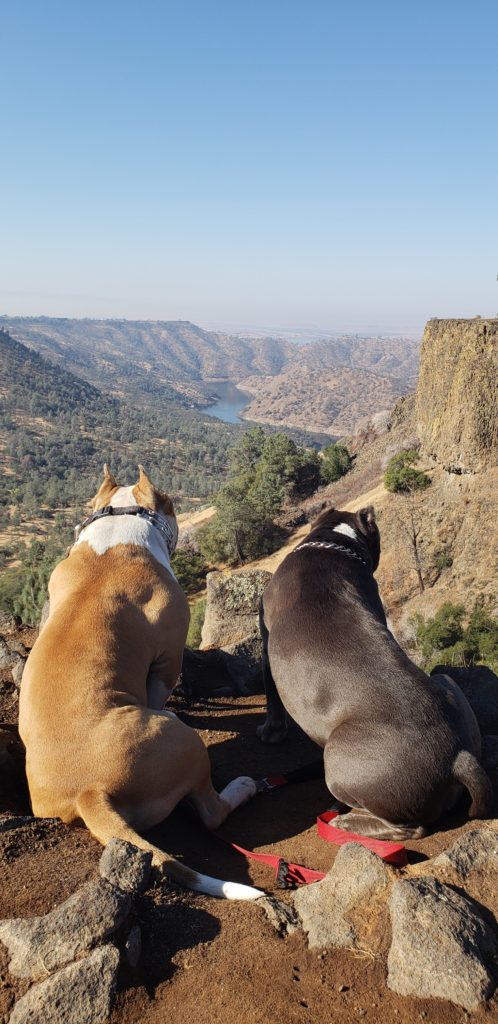 Kojak and Kobe overlooking SJR at top of Big Table Mountain