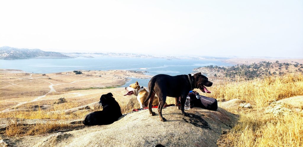 Dogs on boulder at top of Buzzards Roost Trail at Millerton Lake