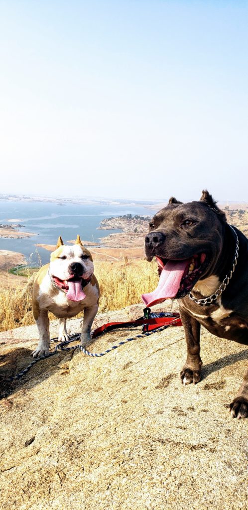 Kojak and Kobe at top of boulder on Buzzard's Roost Trail at Millerton Lake