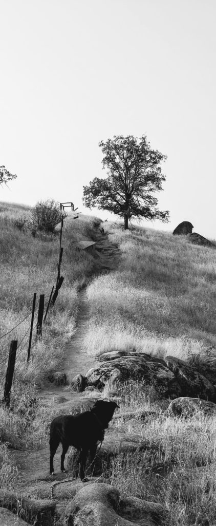 Black and white pic of Onyx on Buzzard's Roost Trail at Millerton Lake